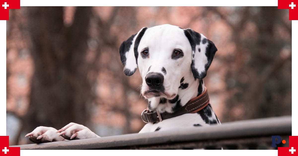 sprzątanie po psie Lugano