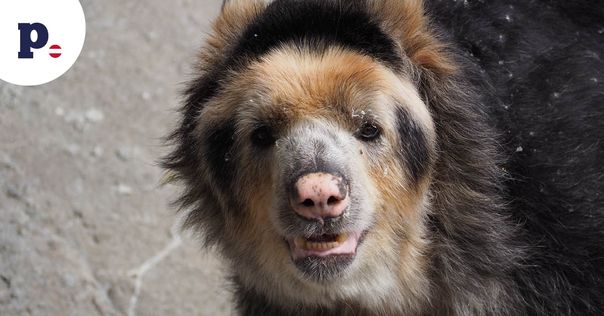 niedźwiedź okularowy